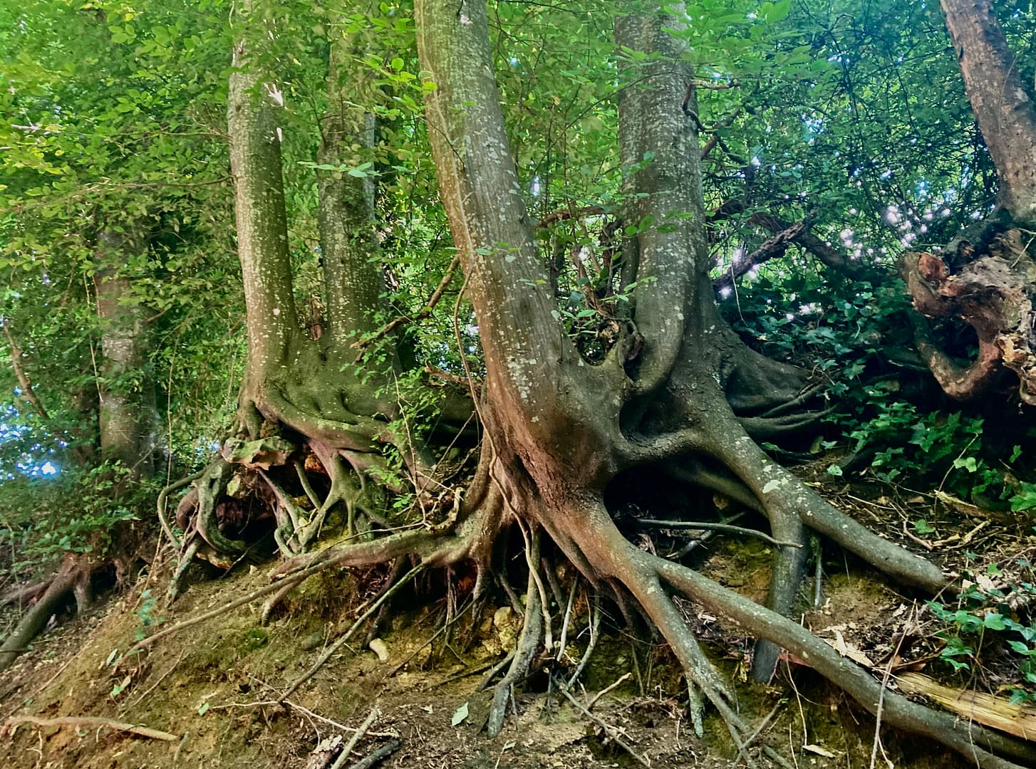 L'arbre vient main image 1