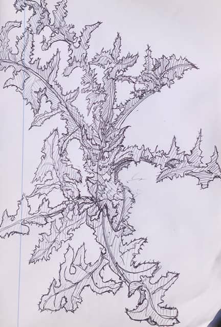 Un jeune chardon, crayon bic sur papier margé, Erolf Totort