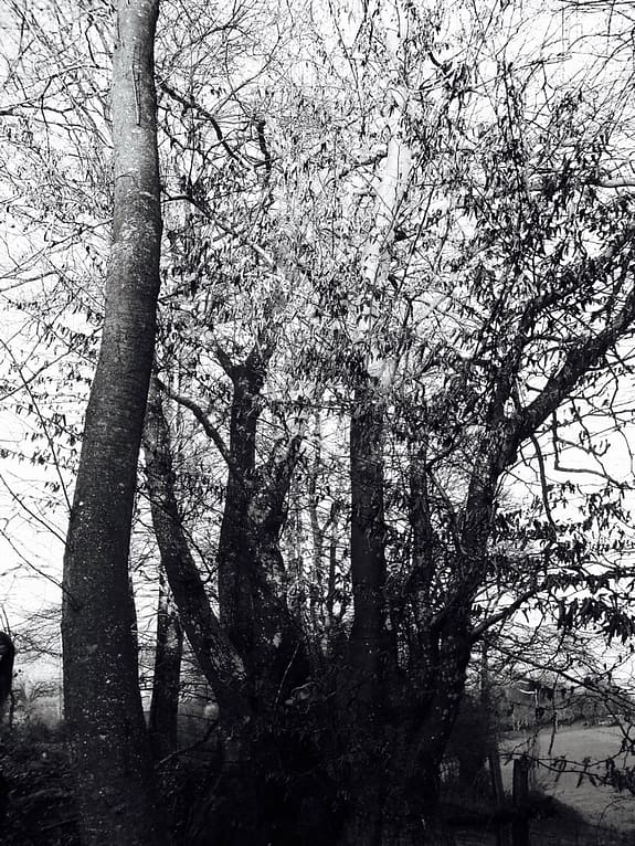 Arbres_debout